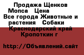 Продажа Щенков Мопса › Цена ­ 18 000 - Все города Животные и растения » Собаки   . Краснодарский край,Кропоткин г.